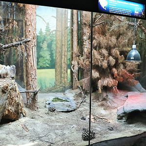 Eastern Diamondback Rattlesnake Enclosure