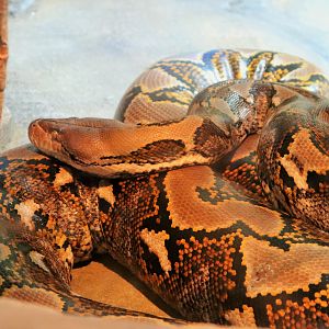 Reticulated Python (Python reticulatus)
