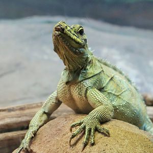 Philippine Sailfin Dragon (Hydrosaurus pustulatus)