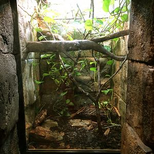 Amazonian Tree Boa Exhibit