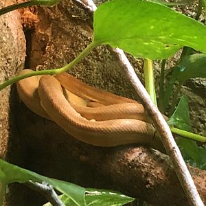Amazonian Tree Boa