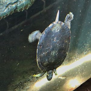 River Cooter (Pseudemys concinna)