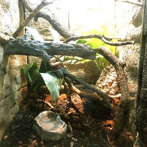 Eyelash Viper Exhibit
