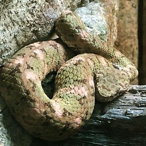 Eyelash Viper