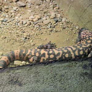 Gila Monster (Heloderma suspectum)