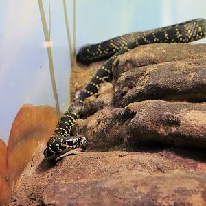 Broad-headed Snake (Hoplocephalus bungaroides)