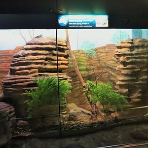 Broad-headed Snake Enclosure