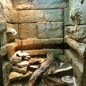 Aruba Island Rattlesnake Exhibit