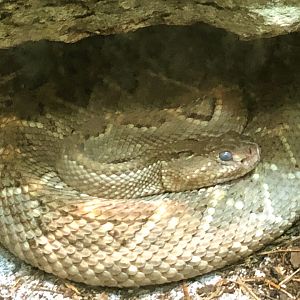 Aruba Island Rattlesnake