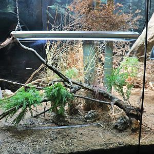 Star Tortoise Enclosure