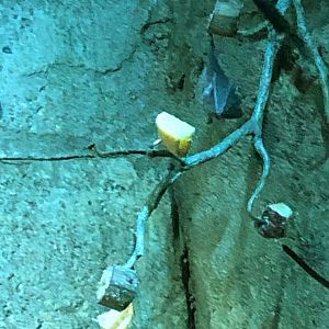 Seba's Short-Tailed Bat