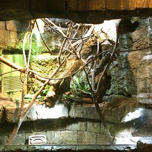 Spiny-Tailed Iguana Exhibit