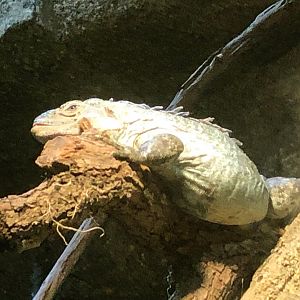 Spiny-Tailed Iguana