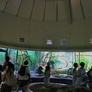 Arboreal Reptile Enclosures