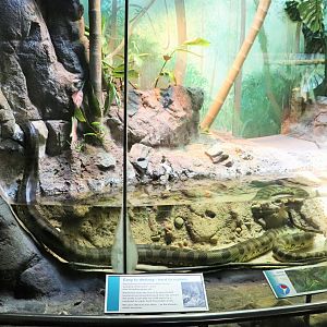 Green Anaconda Enclosure