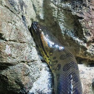 Green Anaconda (Eunectes murinus)