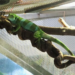 Fijian Banded Iguana (Brachylophus fasciatus)