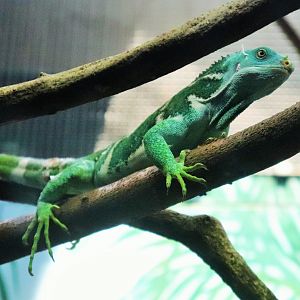 Fijian Crested Iguana (Brachylophus vitiensis)