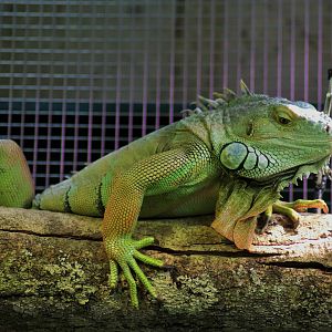 Green Iguana (Iguana iguana)