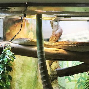 Scrub Python (Morelia amethistina)