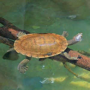 Macquarie Turtle (Emydura macquarii)