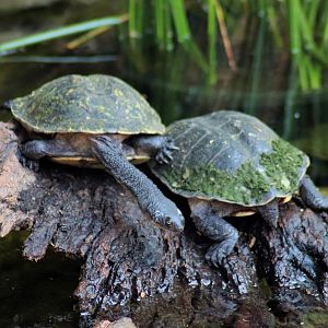 Eastern Long-necked Turtles (Chelodina longicollis)