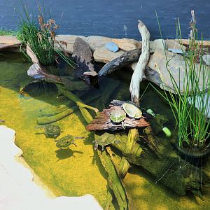 Turtle Pond