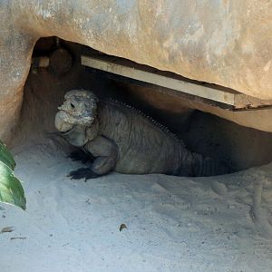 Rhinoceros Iguana (Cyclura cornuta)