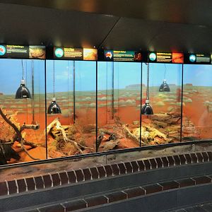 Desert Reptile Tanks