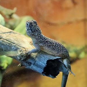 Central Netted Dragon (Ctenophorus nuchalis)