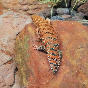 Eastern Pilbara Spiny-tail Skink (Egernia epsisolus)