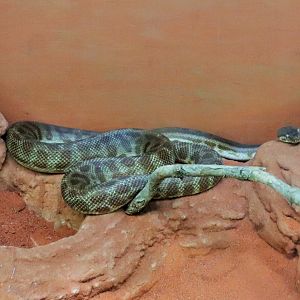 Stimson's Python (Antaresia stimsoni)