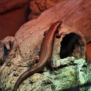 Goldfields Crevice-Skink (Egernia formosa)