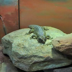 Hosmer's Skink (Egernia hosmeri)