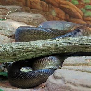 Olive Python (Liasis olivaceus)