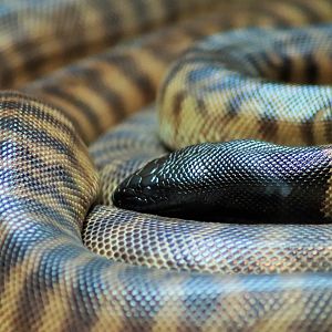 Black-headed Python (Aspidites melanocephalus)
