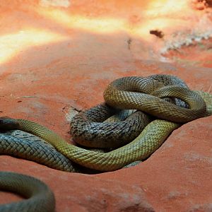 Inland Taipan (Oxyuranus microlepidotus)