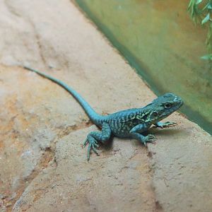 Red-barred Dragon (Ctenophorus vadnappa)