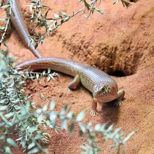 Night Skink (Liopholis striata)