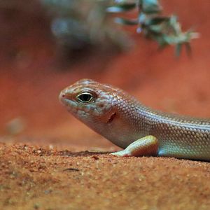 Night Skink (Liopholis striata)