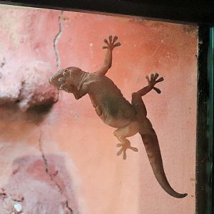 Giant Cave Gecko (Pseudothecadactylus lindneri)