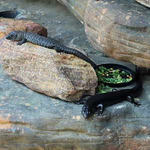 Land Mullet (Egernia major) and Cunningham Skink (Egernia cunninghami)