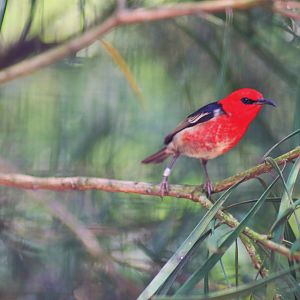 Male Scarlet Honeyeater (Myzomela sanguinolenta)