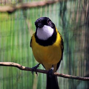 Golden Whistler (Pachycephala pectoralis)