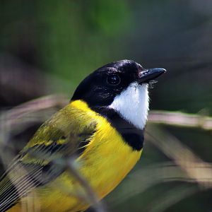 Golden Whistler (Pachycephala pectoralis)