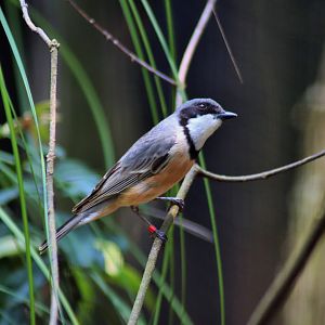 Rufous Whistler (Pachycephala rufiventris)