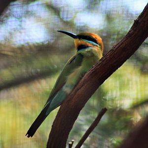 Rainbow Bee-eater (Merops ornatus)