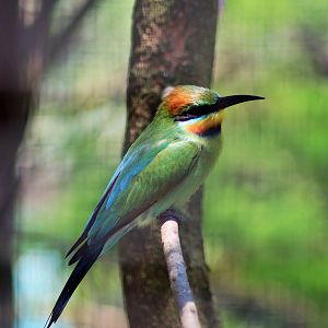 Rainbow Bee-eater (Merops ornatus)