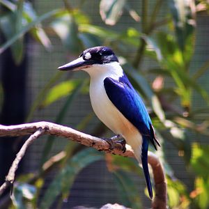 Forest Kingfisher (Todiramphus macleayii)