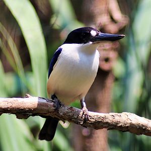 Forest Kingfisher (Todiramphus macleayii)